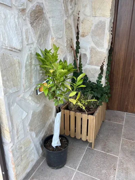 Cítrico en jardinera de madera · 2022